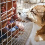 Responsible Pet Adoption in America: What to Check Before You Bring One Home